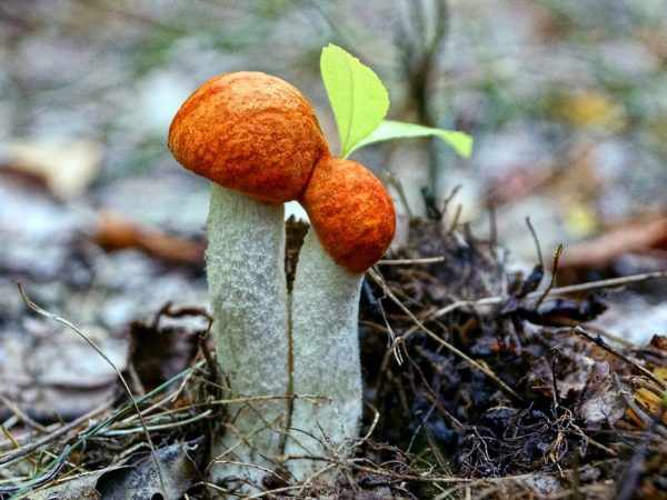 Виды осенних грибов