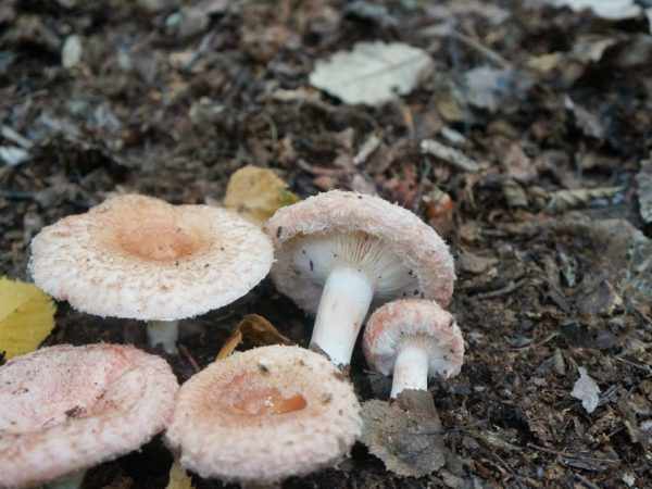 В октябре грибной сезон практически заканчивается
