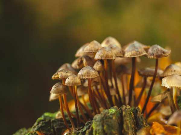 Необычные факты о грибах