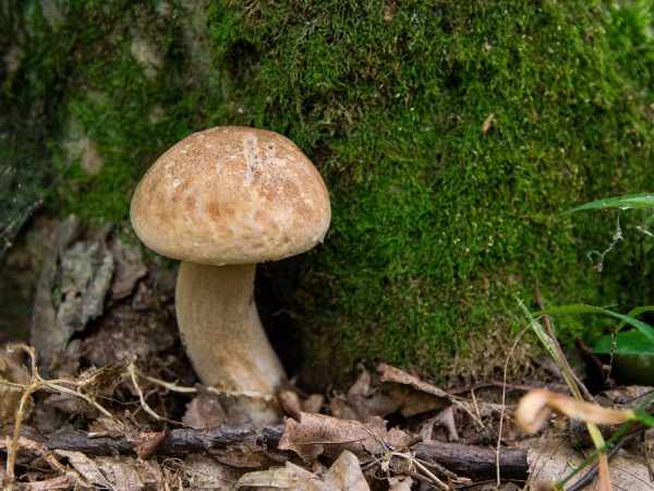 Ищите грибы в негустых частях леса