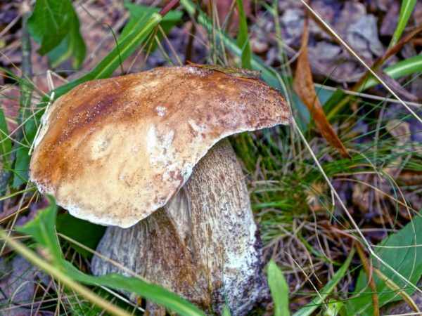 Леса богаты грибами