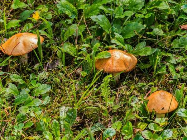 Виды грибов Ростовской области