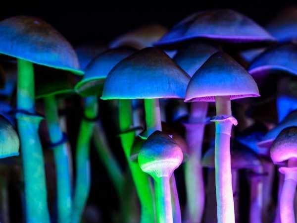 Феномен светящихся грибов