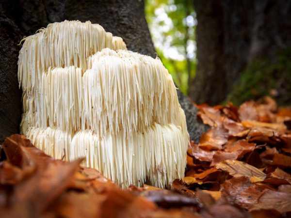 Некоторые грибы выживают в серной кислоте