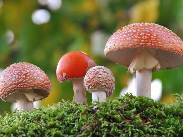 Ядовитые грибы не стоит класть в корзину к съедобным