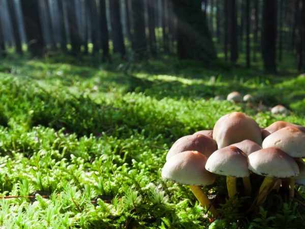 Полевые виды грибов