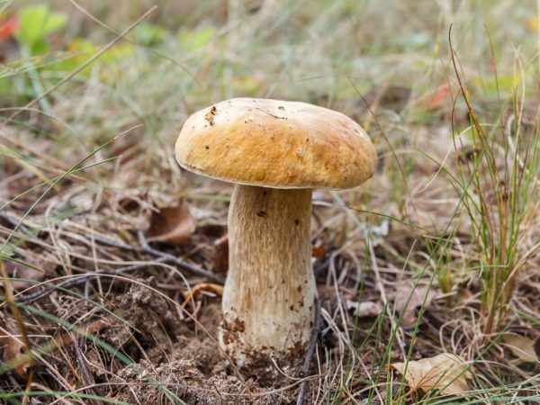 В августе можно найти много видов грибов