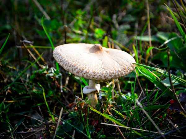Ядовитые грибы могут вызвать сильное отравление