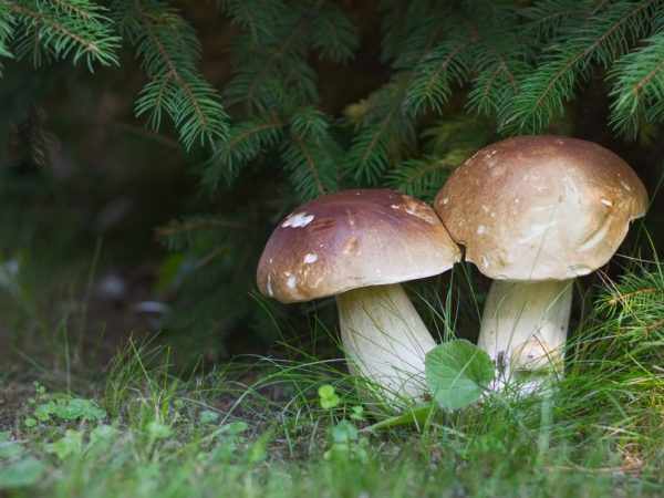 Размер гриба зависит от условий произрастания
