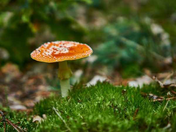 Ядовитые грибы вызывают сильное отравление