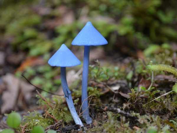 Удивительные и редкие грибы мира