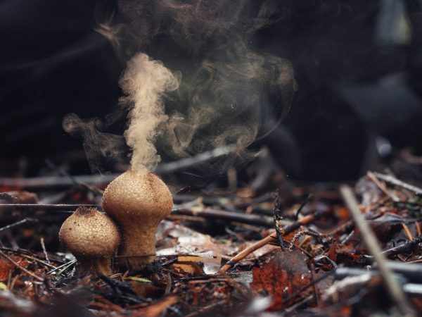Некоторые грибы размножаются двумя способами одновременно
