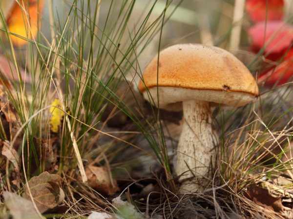 На юге Подмосковья можно найти много разновидностей грибов 