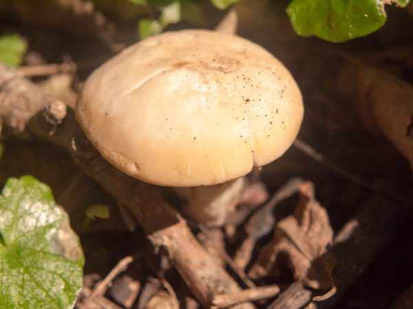 Весенние грибы имеют приятный вкус