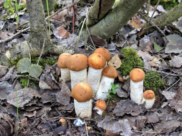 В лесах можно встретить разные грибы
