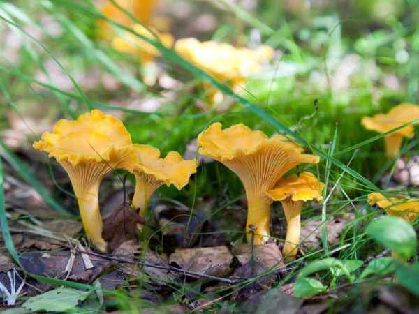 Виды грибов Калининградской области