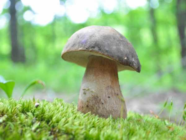 Виды грибов Кубани в 2019 году