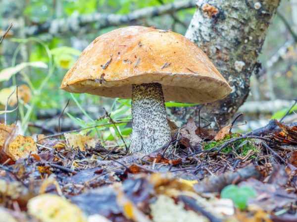 В июне можно собирать первые летние грибы