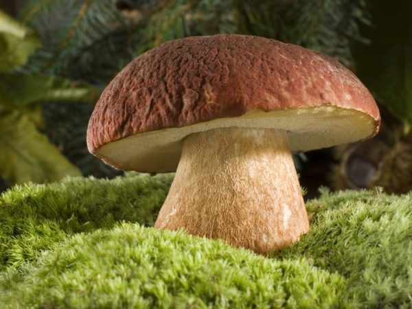 Тщательно обрабатывайте грибы перед употреблением