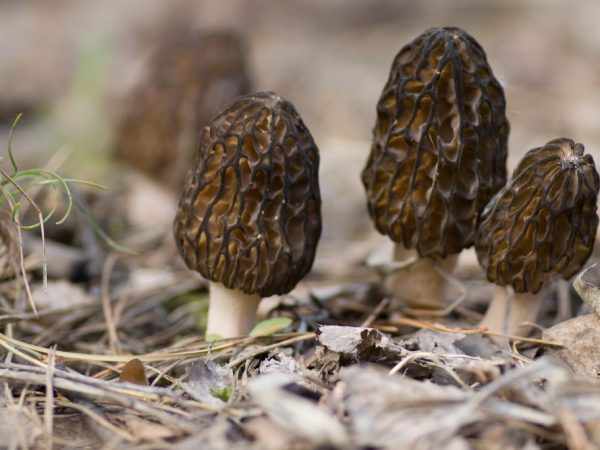 В лесах Самары можно найти редкие виды грибов