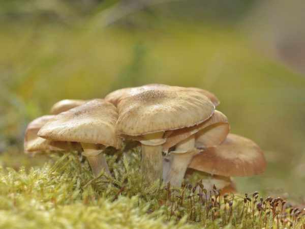 Употребление грибов повышает иммунитет