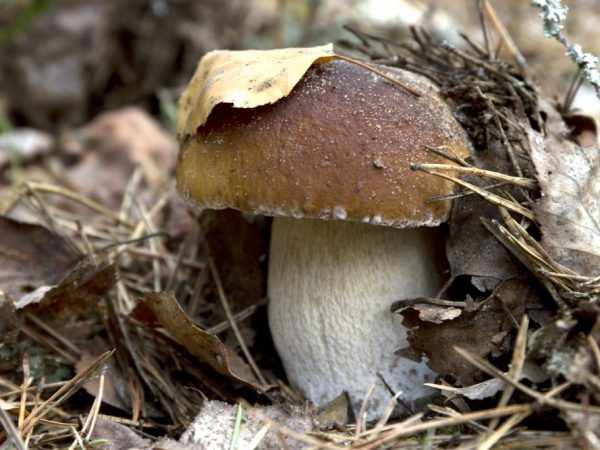 Урожайность грибов зависит от многих факторов