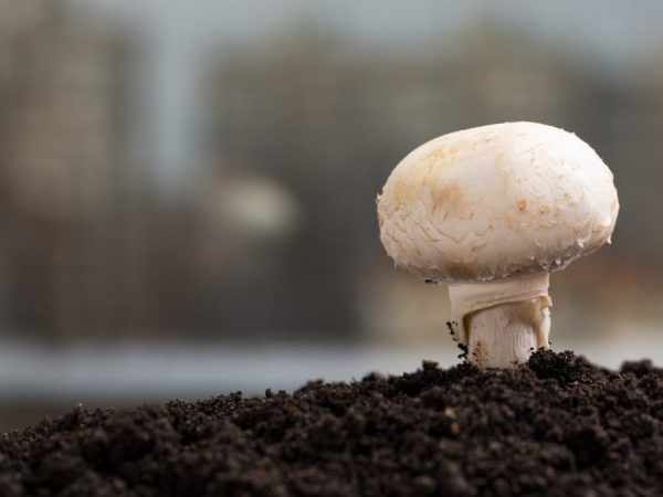 Ухаживать за грибами несложно