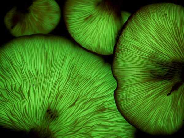 Люминесцентные грибы светятся в темноте