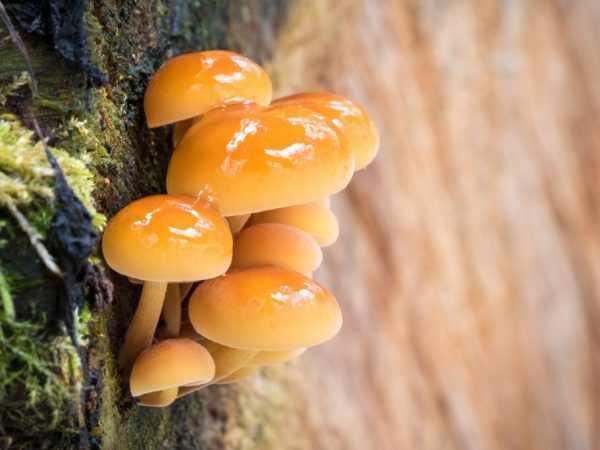 Употребление грибов положительно влияет на организм