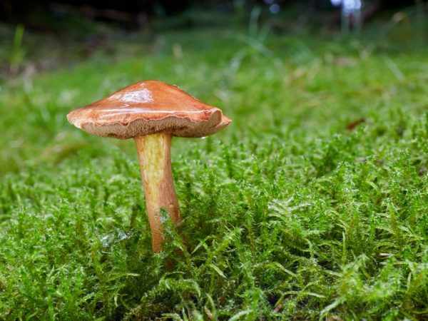 Перечный гриб предпочитает сухие почвы и хвойные леса