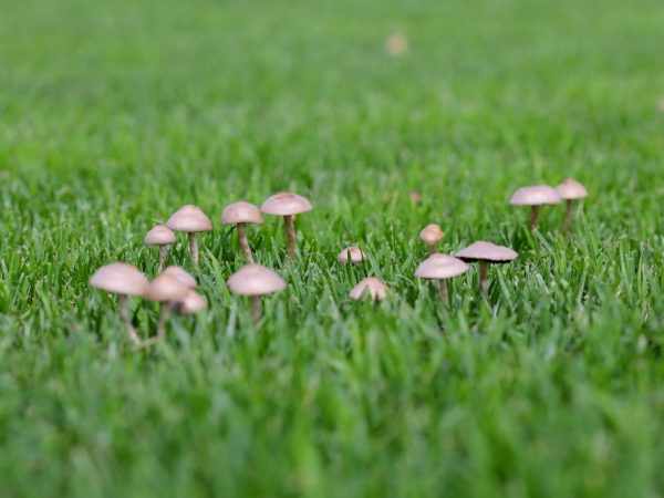 Избавляемся от грибов на газоне