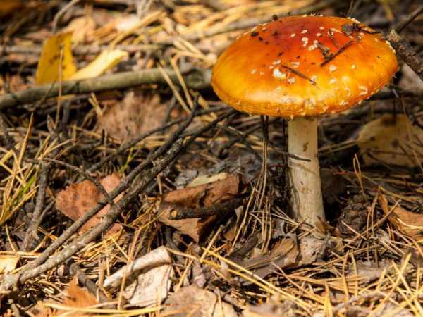 Ядовитые грибы опасны для жизни
