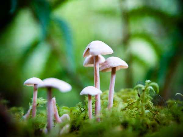В лесах множество ядовитых грибов