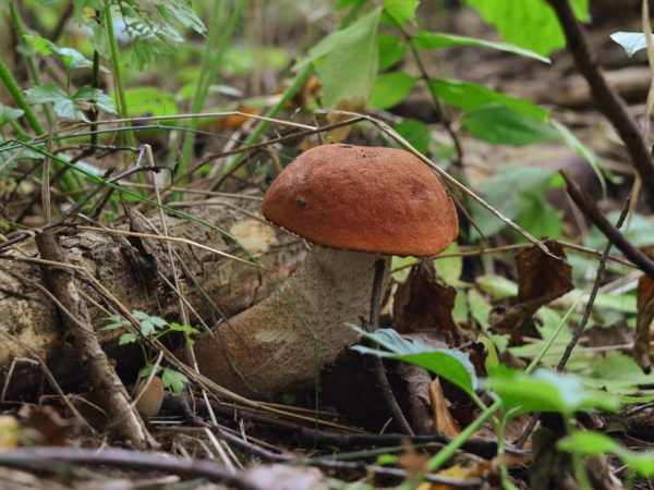 Тщательно изучите описание съедобных грибов