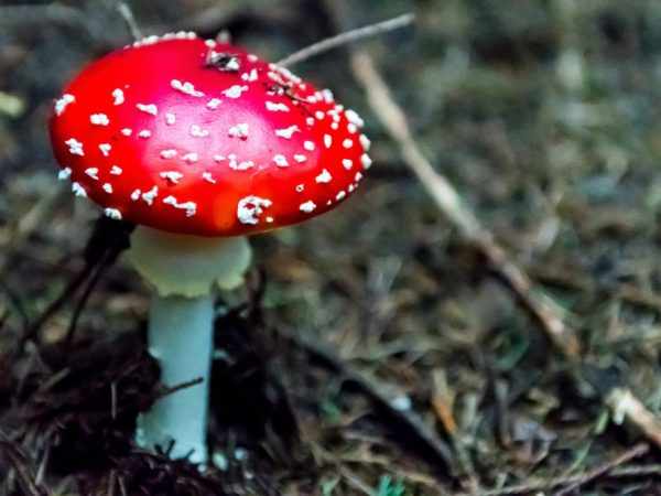 Ядовитые грибы могут убить