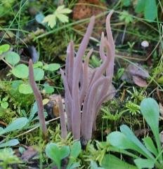 Аллоклавария пурпуровая (Alloclavaria purpurea)