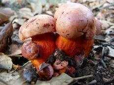 Ложный сатанинский гриб (Rubroboletus legaliae)