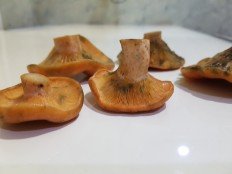 Lactarius deliciosus - Рыжик (Рыжик настоящий)