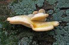 Пиптопорус дубовый (Трутовик дубовый) (Buglossoporus quercinus)