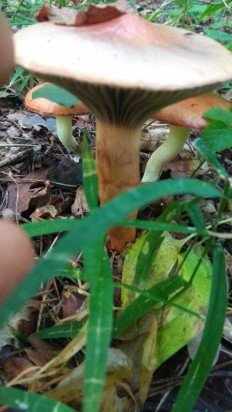 Chroogomphus rutilus - Мокруха пурпуровая