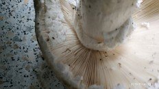 Amanita strobiliformis - Мухомор шишковидный