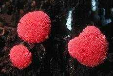 Тубифера ржавая (Tubifera ferruginosa)