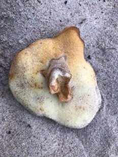 Gyroporus Ammophilus - Гиропорус песчаный