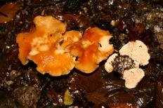 Ежовик красновато-желтый (Hydnum rufescens)