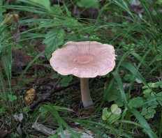Lactarius helvus - Млечник серо-розовый