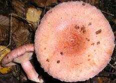 Волнушка розовая (Lactarius torminosus)