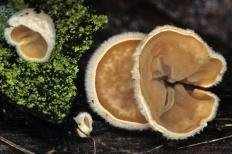 Аурикулариопсис уховидный (Schizophyllum amplum)