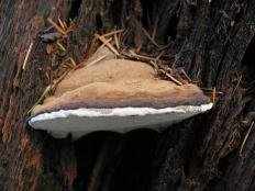 Трутовик плоский (Ganoderma applanatum)