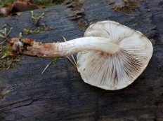 Pholiota lubrica - Чешуйчатка слизистая