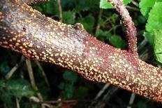 Нектрия киноварно-красная (Nectria cinnabarina)